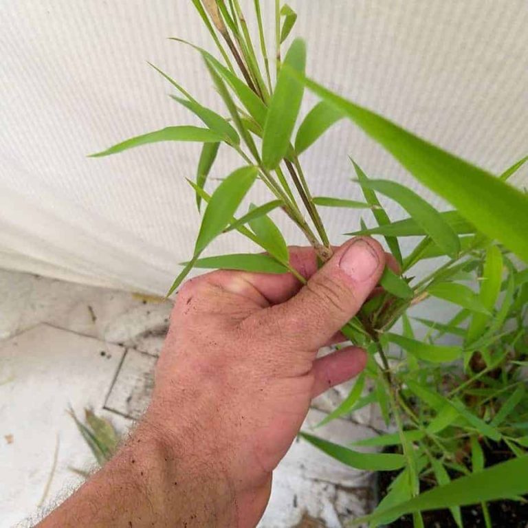 Mexican Weeping Bamboo Sydney Bamboo 9