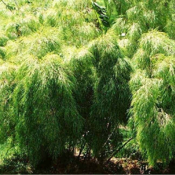 Mexican weeping 2