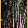 Dendrocalamus Indo Asper