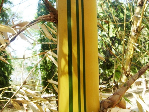 Painted Bamboo 100Mm Pot - Image 17