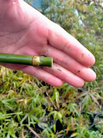 How to cut bamboo to keep it at a lower height and form a hedge