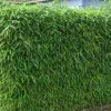 Bamboo Plants For Sale Grow A Bamboo Hedge