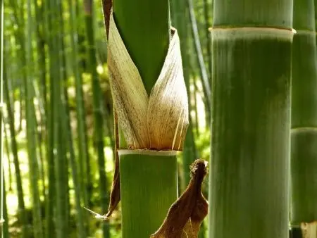 Bamboo Sheath Falling Off