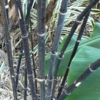 Black Bamboo Stems