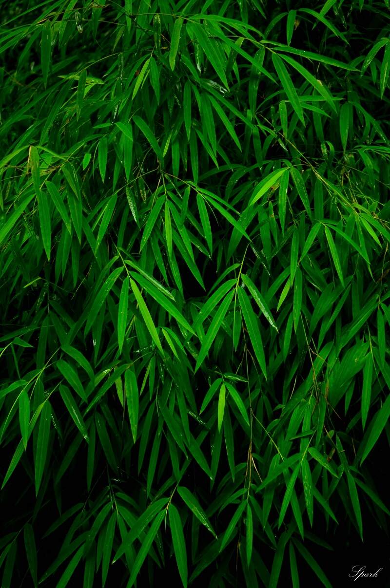 How to Grow a Bamboo Hedge using Clumping Bamboo.