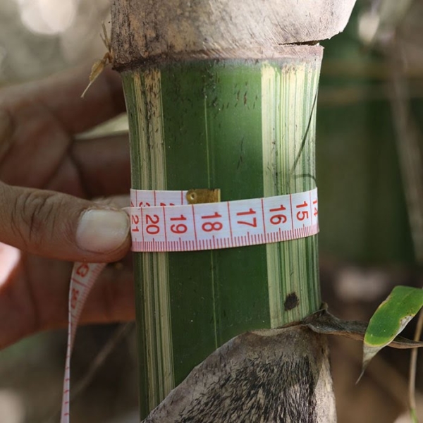 Maxima Tropical Bamboo (Gigantochloa Pseudoarundinacea) 200Mm Pot - Image 3