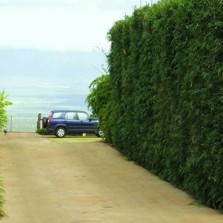 how to grow a bamboo hedge Slender Weavers hedged