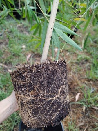 Healthy Root System on Slender Weavers in 200mm pot