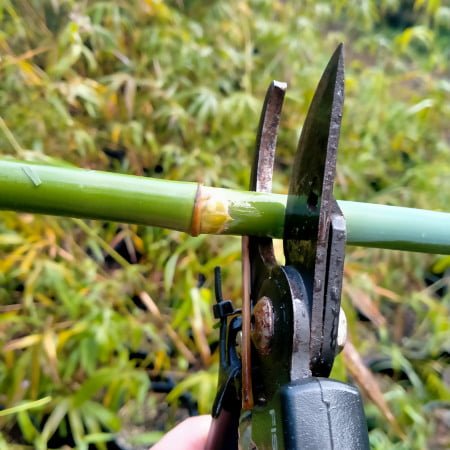 bamboo being pruned