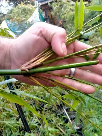 3 weeks of branch growth after cutting Slender Weavers