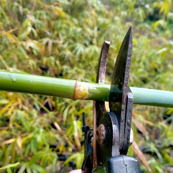 where to cut a bamboo culm