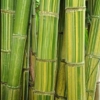 Maroochy Bamboo 2