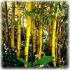 Ornamental Painted Bamboo