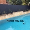 Planted May Copy