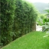 how to grow a bamboo hedge Slender Weavers hedged