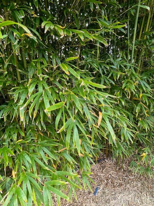 Slender Weavers Bamboo Plants Gracilis 200Mm Pots 1.3-1.8M - Image 24