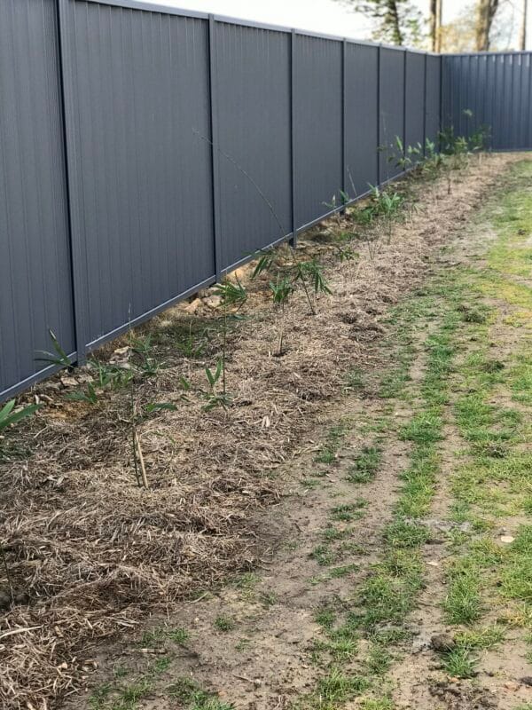 Slender Weavers Bamboo Plants Gracilis 200Mm Pots 1.3-1.8M - Image 21