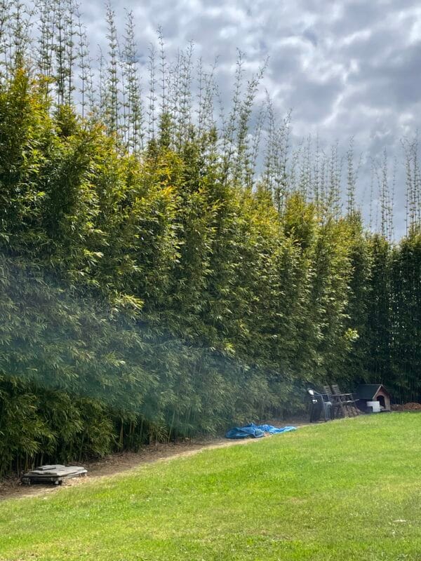 Slender Weavers Bamboo Plants Gracilis 200Mm Pots 1.3-1.8M - Image 20