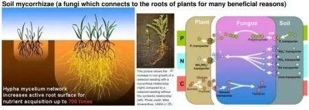 Soil Mychorrizae jpg webp 1