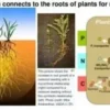 The Benefits Of Fungi In The Soil