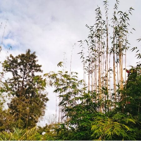 Slender Weavers Bamboo, before hedging