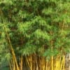 Golden Bamboo, Striped Bamboo, Bambusa Vulgaris-345767.Jpg