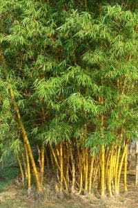 Golden Bamboo, Striped Bamboo, Bambusa Vulgaris-345767.Jpg