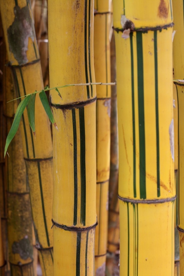 Painted Bamboo 100Mm Pot - Image 21