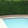 Slender Weavers Bamboo Providing Privacy Screen For A Swimming Pool